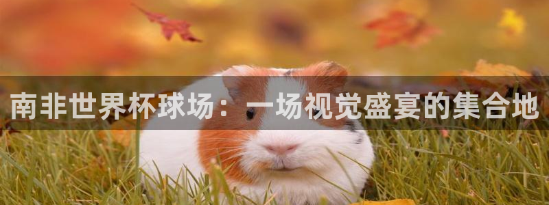 世预赛直播：南非世界杯球场：一场视觉盛宴的集合地